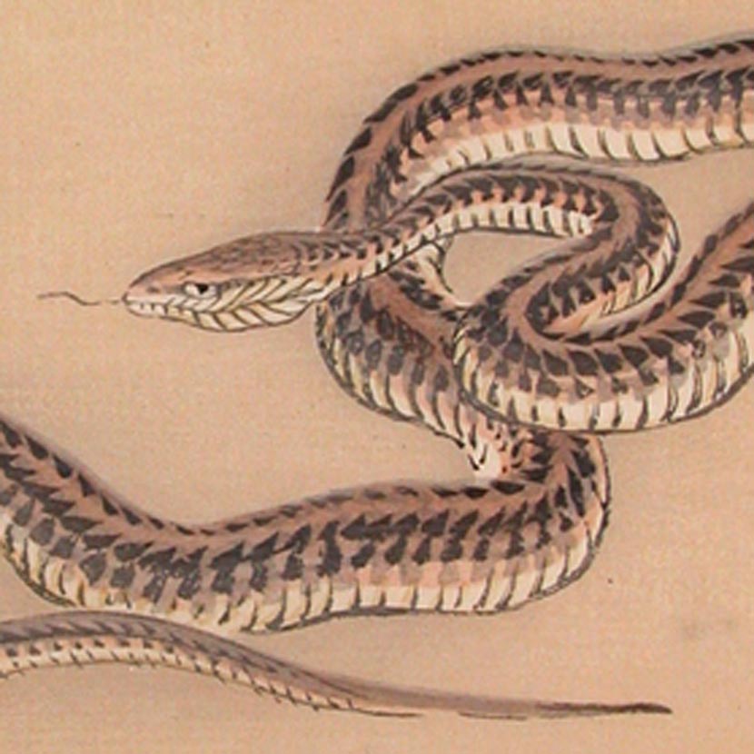 Japanische Schlange (Hebi) als Motiv im Irezumi – Bedeutung, Symbolik und Darstellung in der traditionellen Kunst