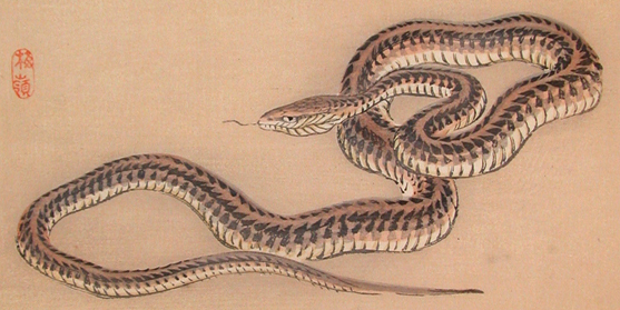 Schlange Tattoo Bedeutung – japanische Bildtradition, Kono Bairei Meiji-Zeit